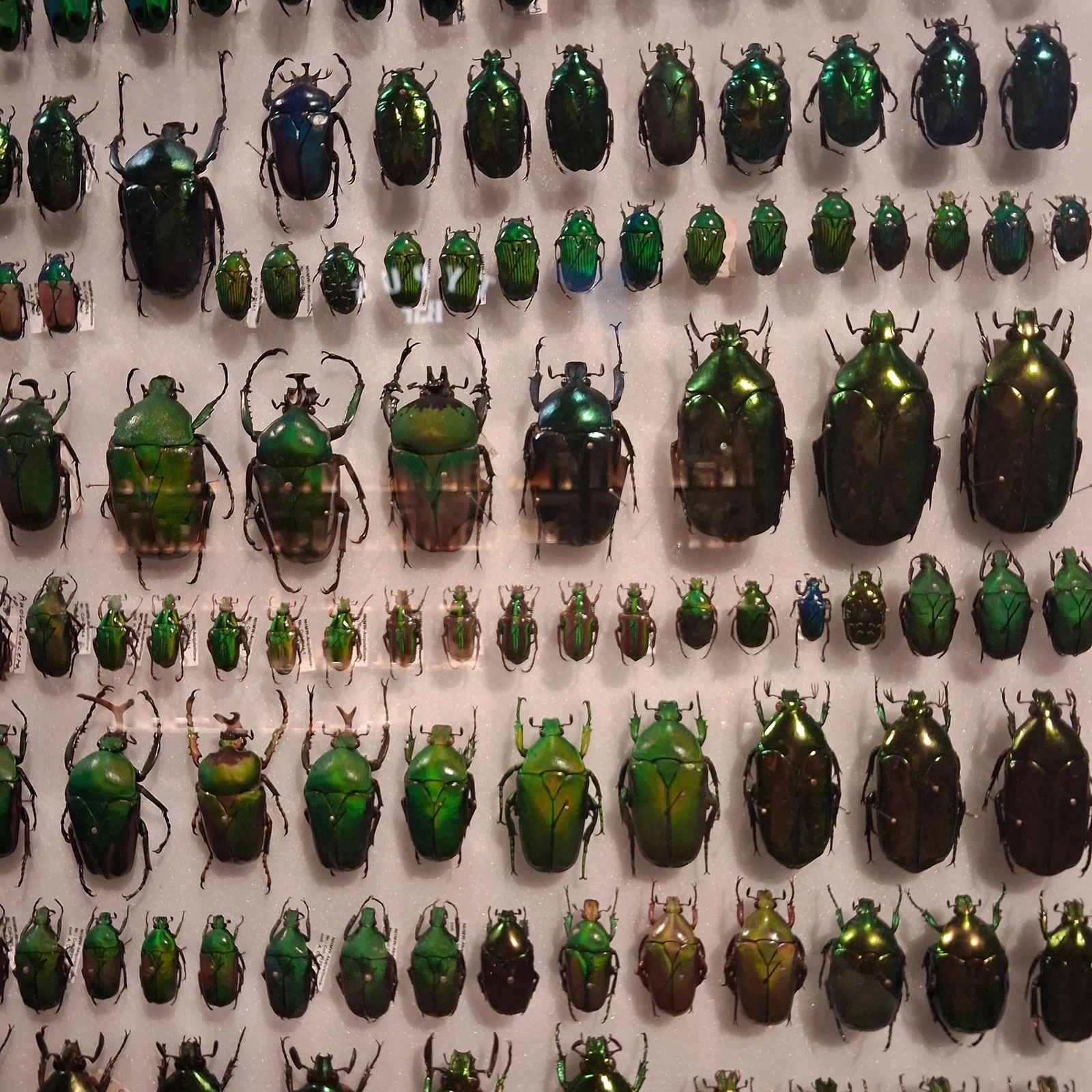 Erkunde das Naturhistorische Museum Wien in deinem Tempo