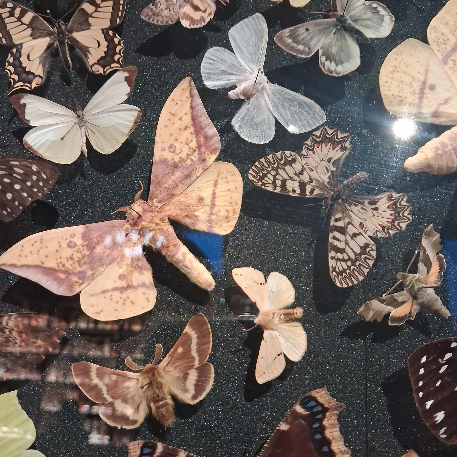 Erkunde das Naturhistorische Museum Wien in deinem Tempo