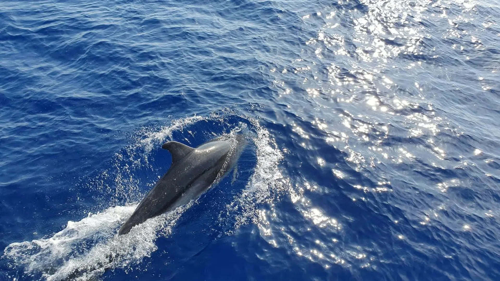Desde Paguera: crucero de avistamiento de delfines en barco con fondo de cristal