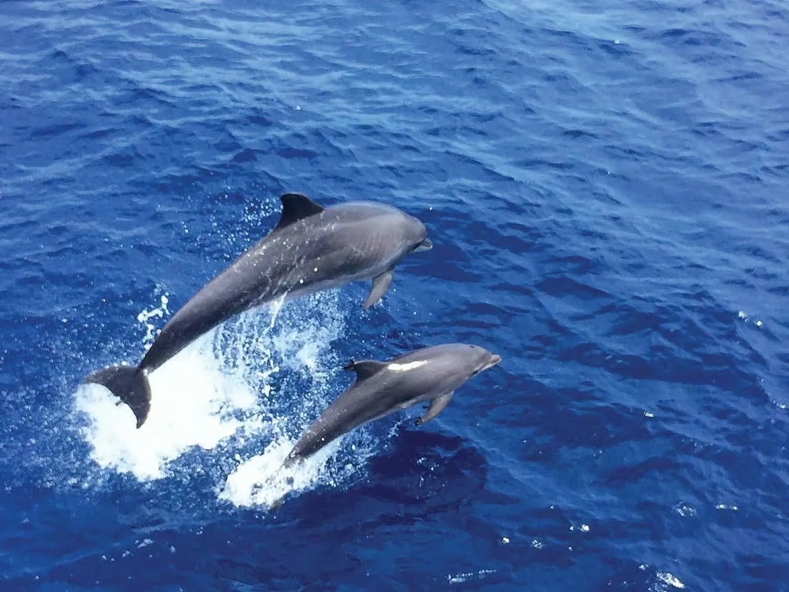Dolphin watching cruise from Paguera along Mallorca’s southwest coast