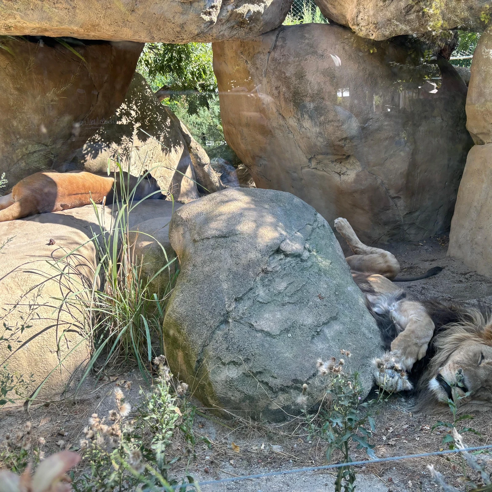 Den Tiergarten Schönbrunn im eigenen Tempo entdecken