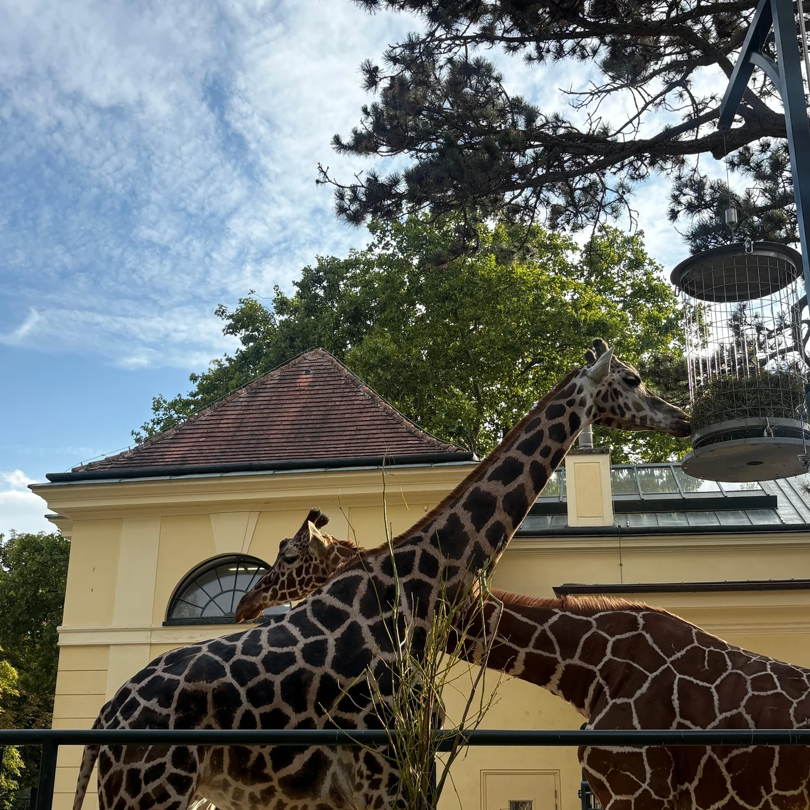 Den Tiergarten Schönbrunn im eigenen Tempo entdecken