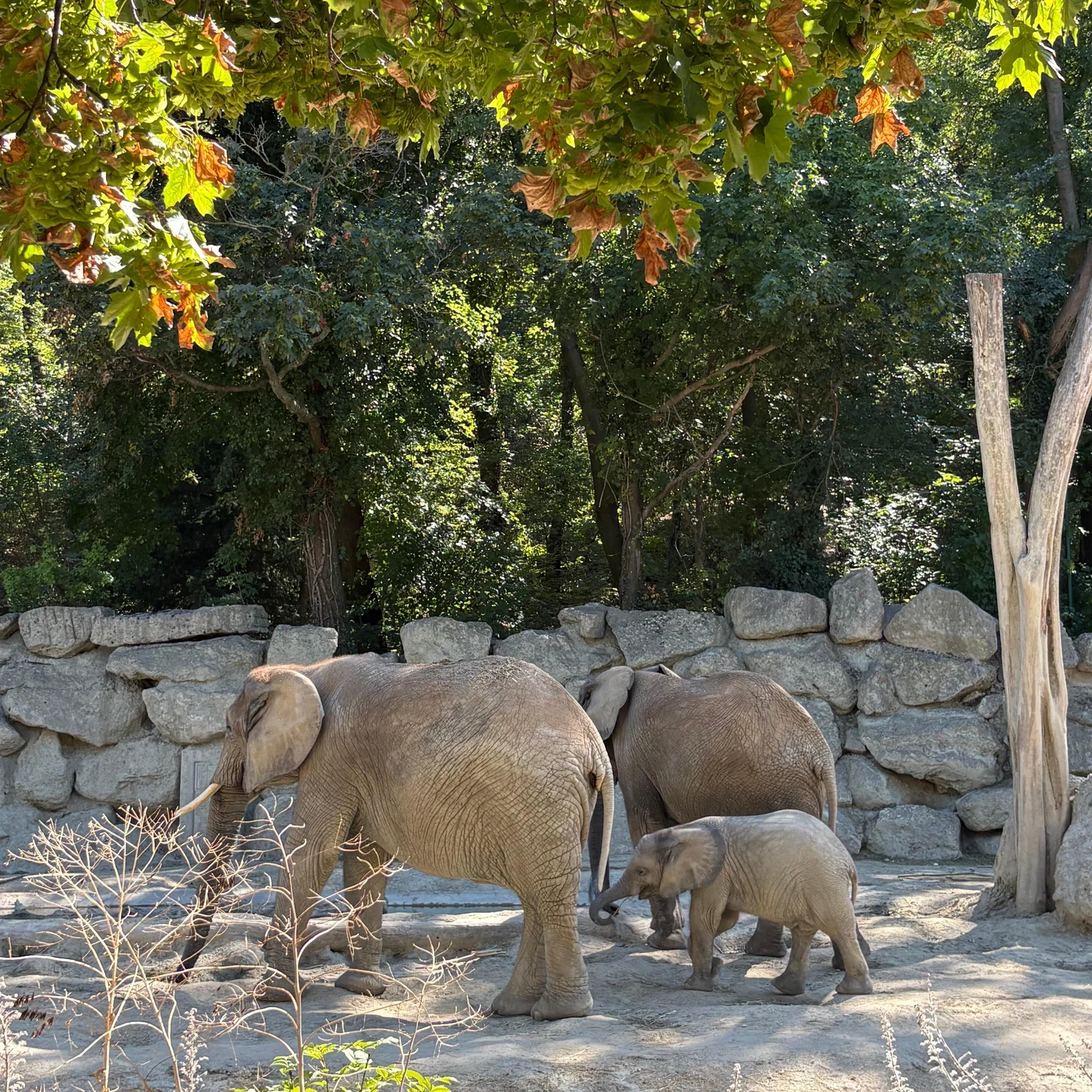 Den Tiergarten Schönbrunn im eigenen Tempo entdecken