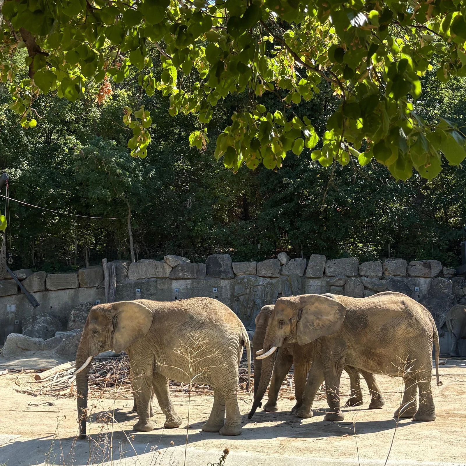 Den Tiergarten Schönbrunn im eigenen Tempo entdecken