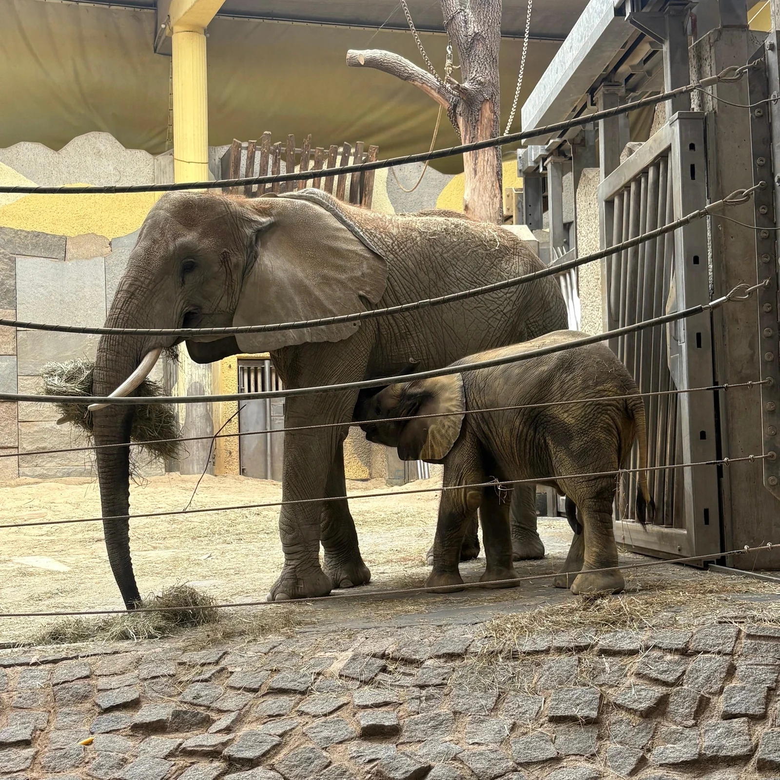 Den Tiergarten Schönbrunn im eigenen Tempo entdecken
