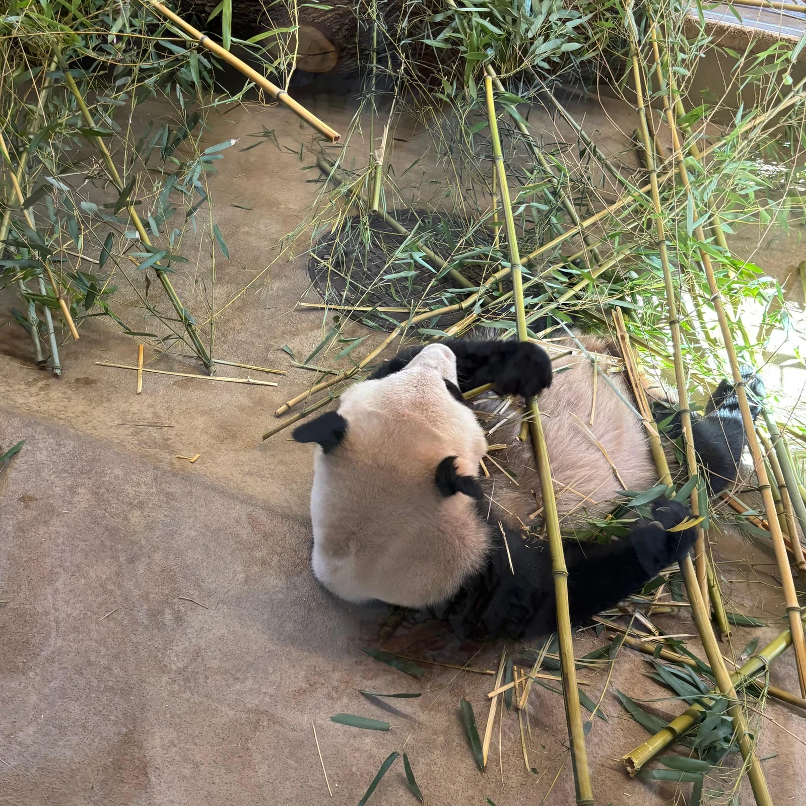 Den Tiergarten Schönbrunn im eigenen Tempo entdecken