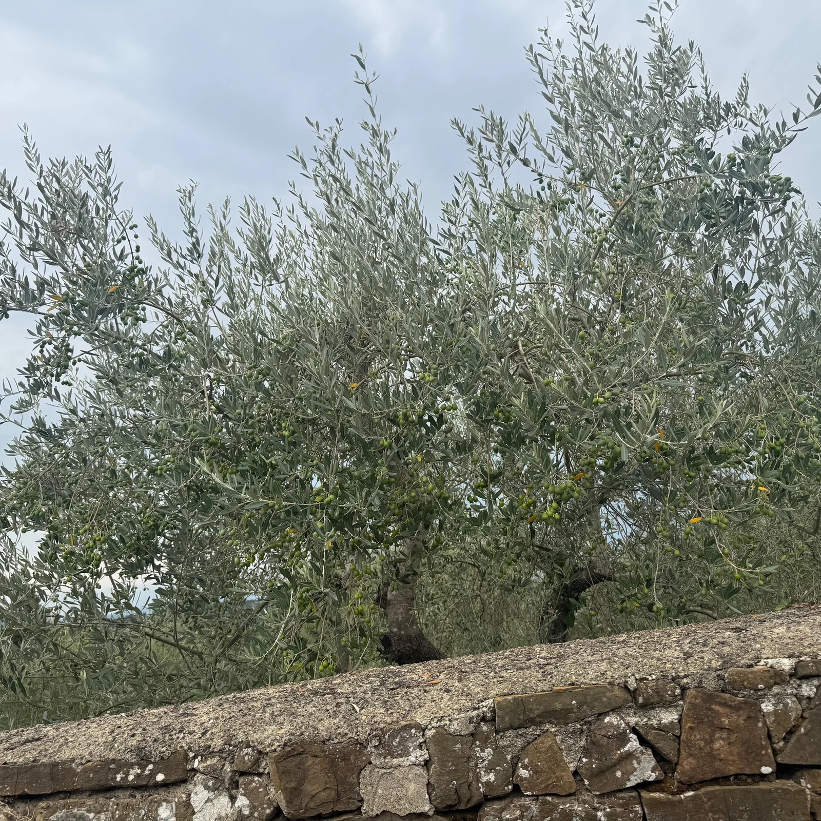 Florence et ses collines en voiturette de golf