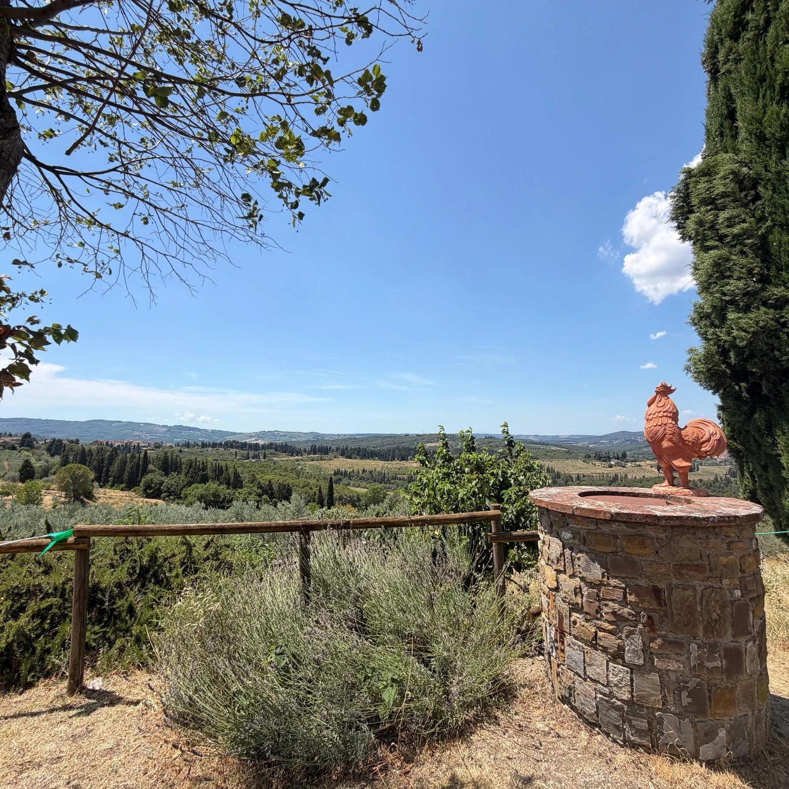 Explore Chianti from Florence and visit a winery