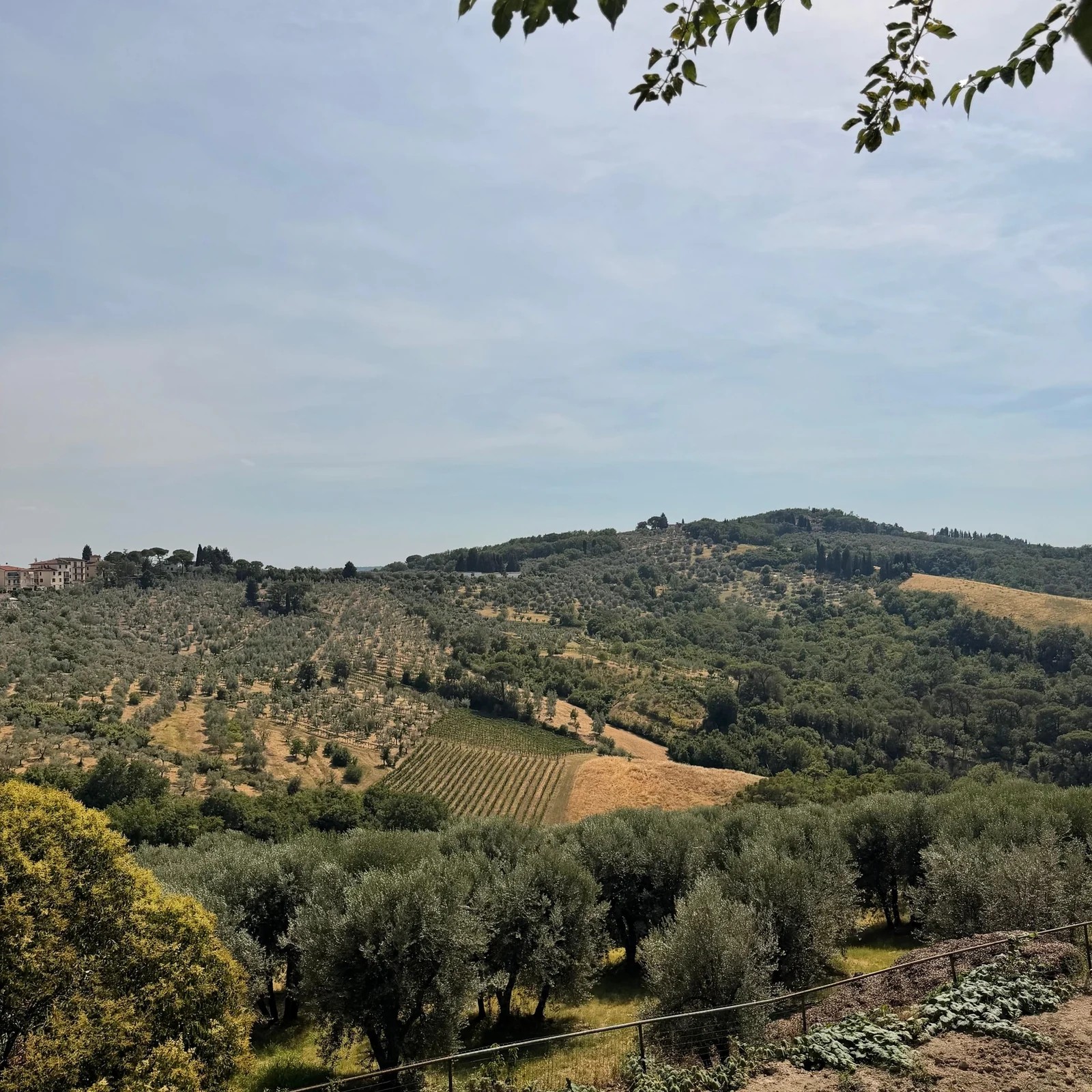 Explore Chianti from Florence and visit a winery