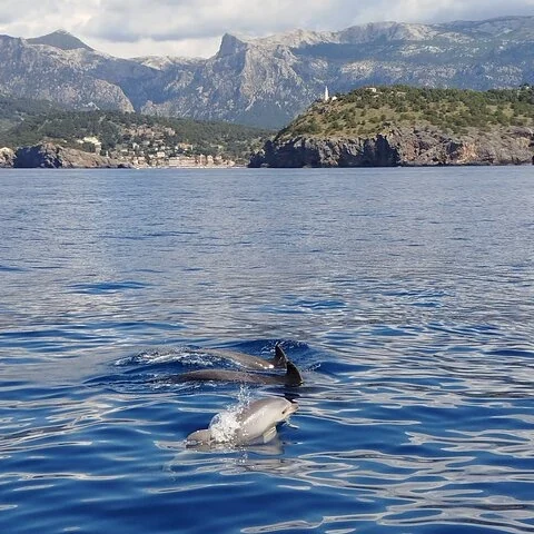 Cuatro horas de navegación privada desde Port de Sóller