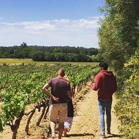 Dos bodegas de Mallorca, sin organizar los traslados