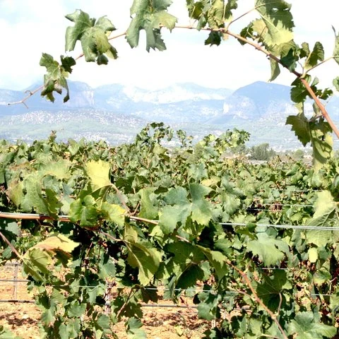 Dos bodegas de Mallorca, sin organizar los traslados