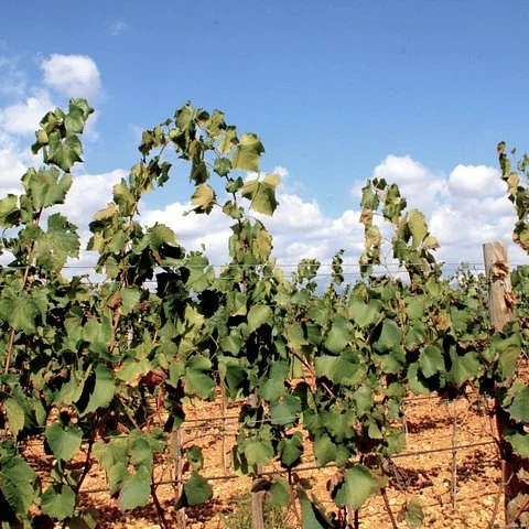 Dos bodegas de Mallorca, sin organizar los traslados