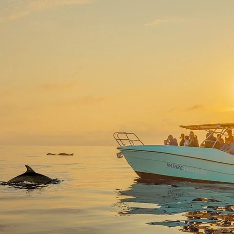 Suche im Morgengrauen vom Boot aus nach Delfinen auf Mallorca