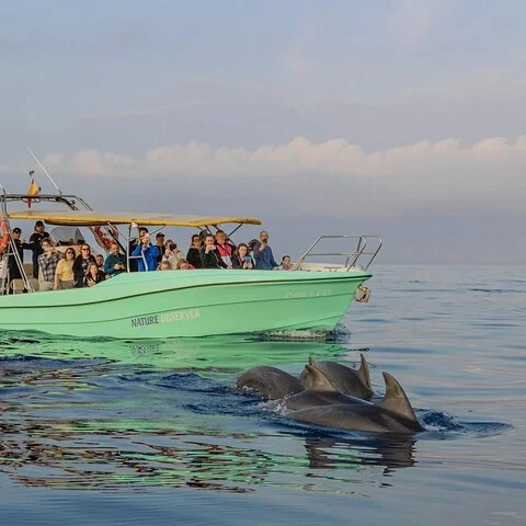 Suche im Morgengrauen vom Boot aus nach Delfinen auf Mallorca