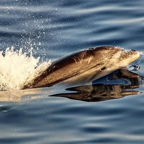 Suche im Morgengrauen vom Boot aus nach Delfinen auf Mallorca