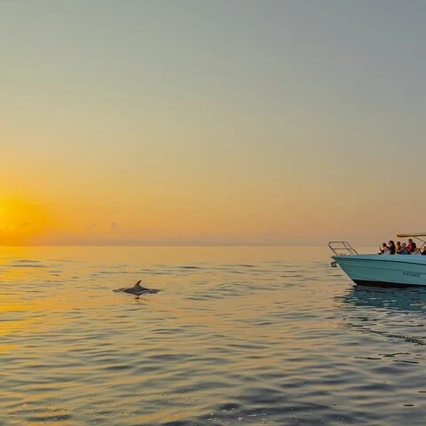 Suche im Morgengrauen vom Boot aus nach Delfinen auf Mallorca