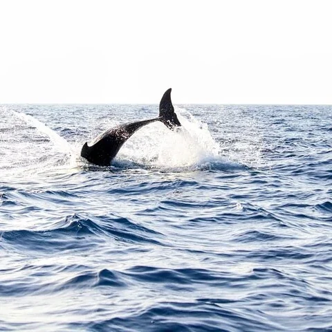 Suche im Morgengrauen vom Boot aus nach Delfinen auf Mallorca