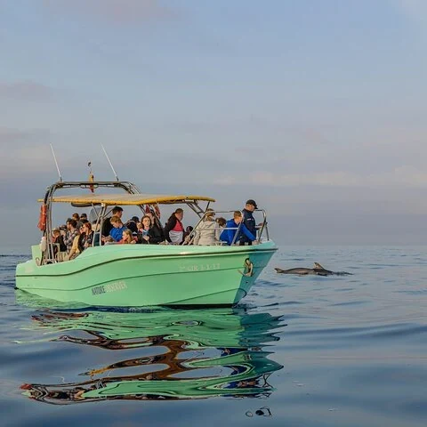 Suche im Morgengrauen vom Boot aus nach Delfinen auf Mallorca
