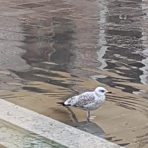 Explore Venice on foot, with context for what comes next