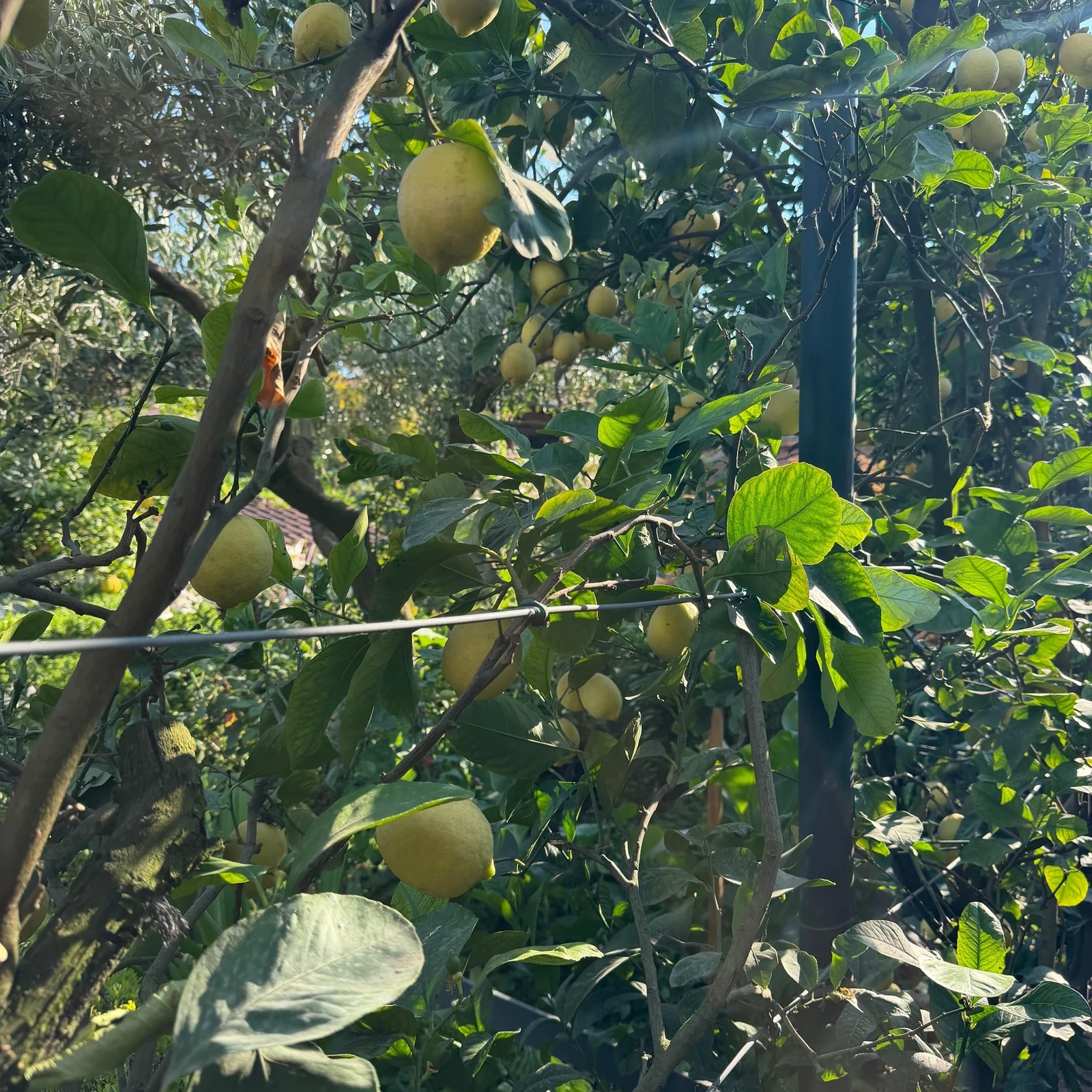 Make and taste mozzarella with a local family in Naples