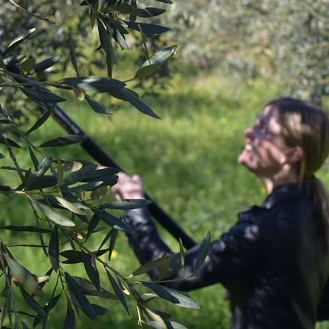 De l’oliveraie à la dégustation, avec un déjeuner sicilien
