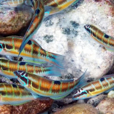 Tu primera aproximación al buceo en Isola Bella