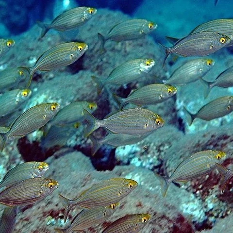 Tu primera aproximación al buceo en Isola Bella