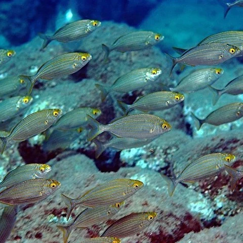 Zwei Tauchgänge bei Isola Bella für zertifizierte Taucher