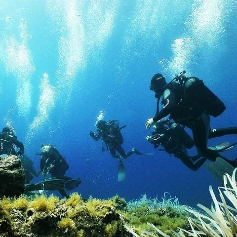 Zwei Tauchgänge bei Isola Bella für zertifizierte Taucher