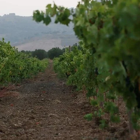 Vino, historia y almuerzo en el Baglio Florio Adamo