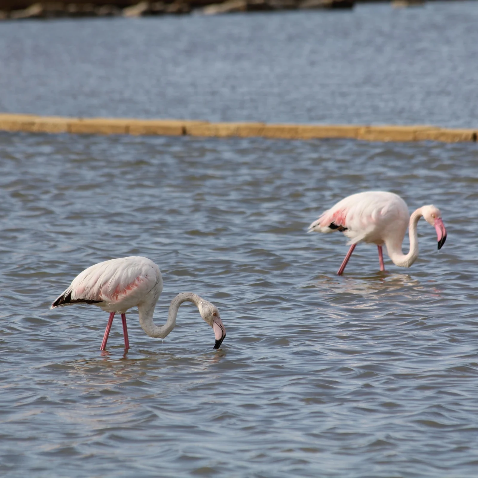 Halte nach Flamingos Ausschau und entdecke das Leben in Trapanis Salinen