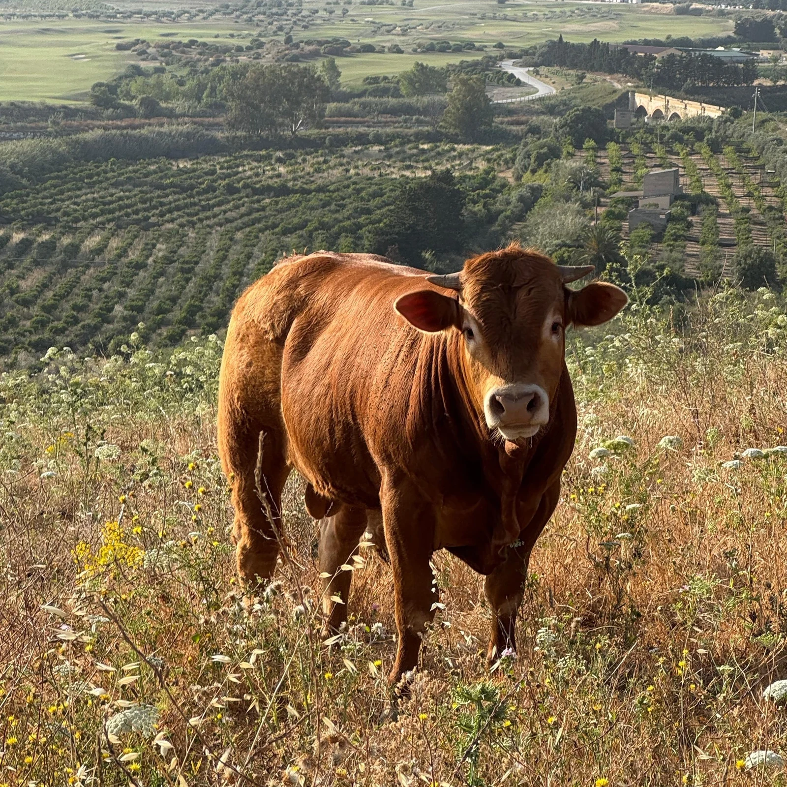 Explorez la campagne et la côte siciliennes en quad depuis Ribera