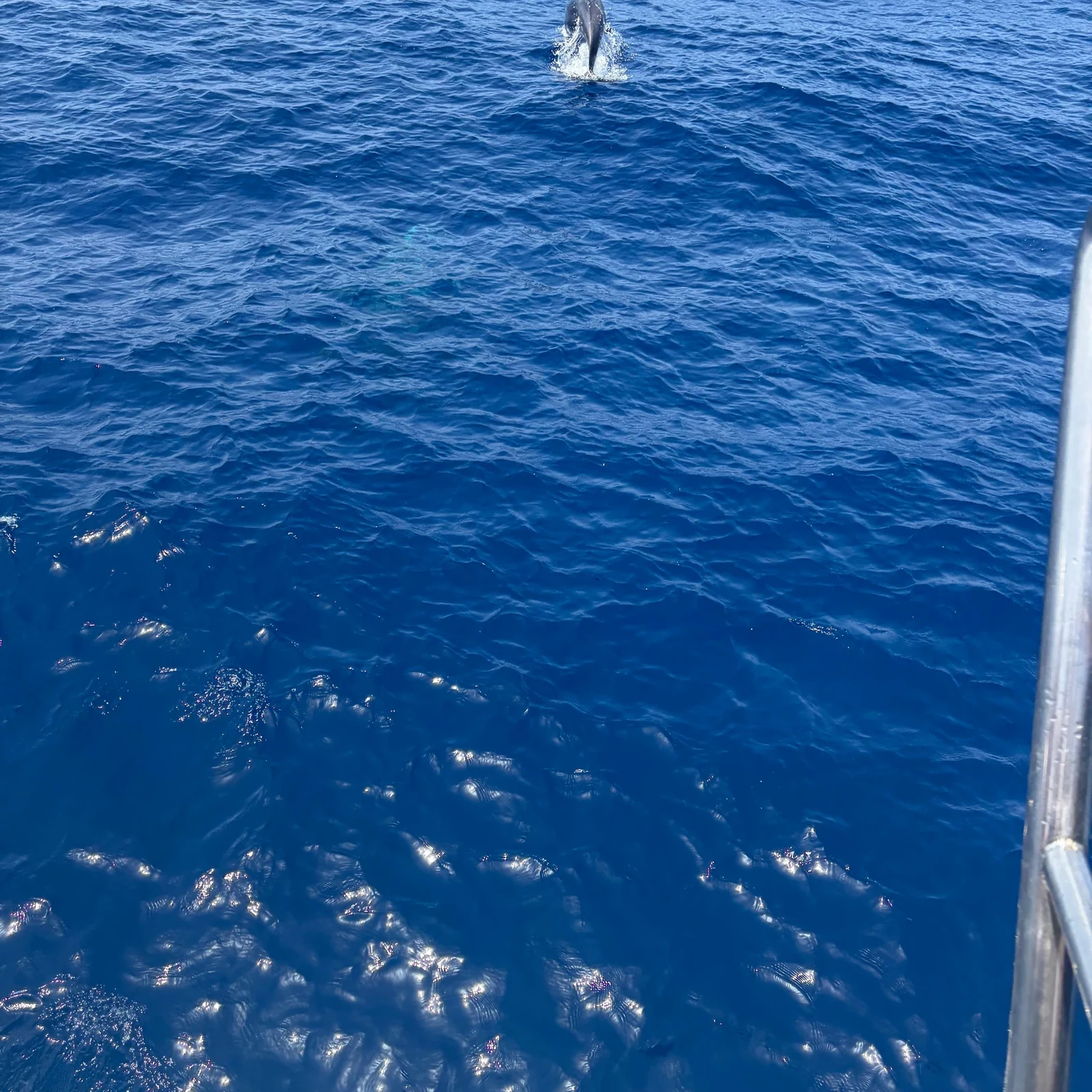 Prenez le large à la recherche des dauphins