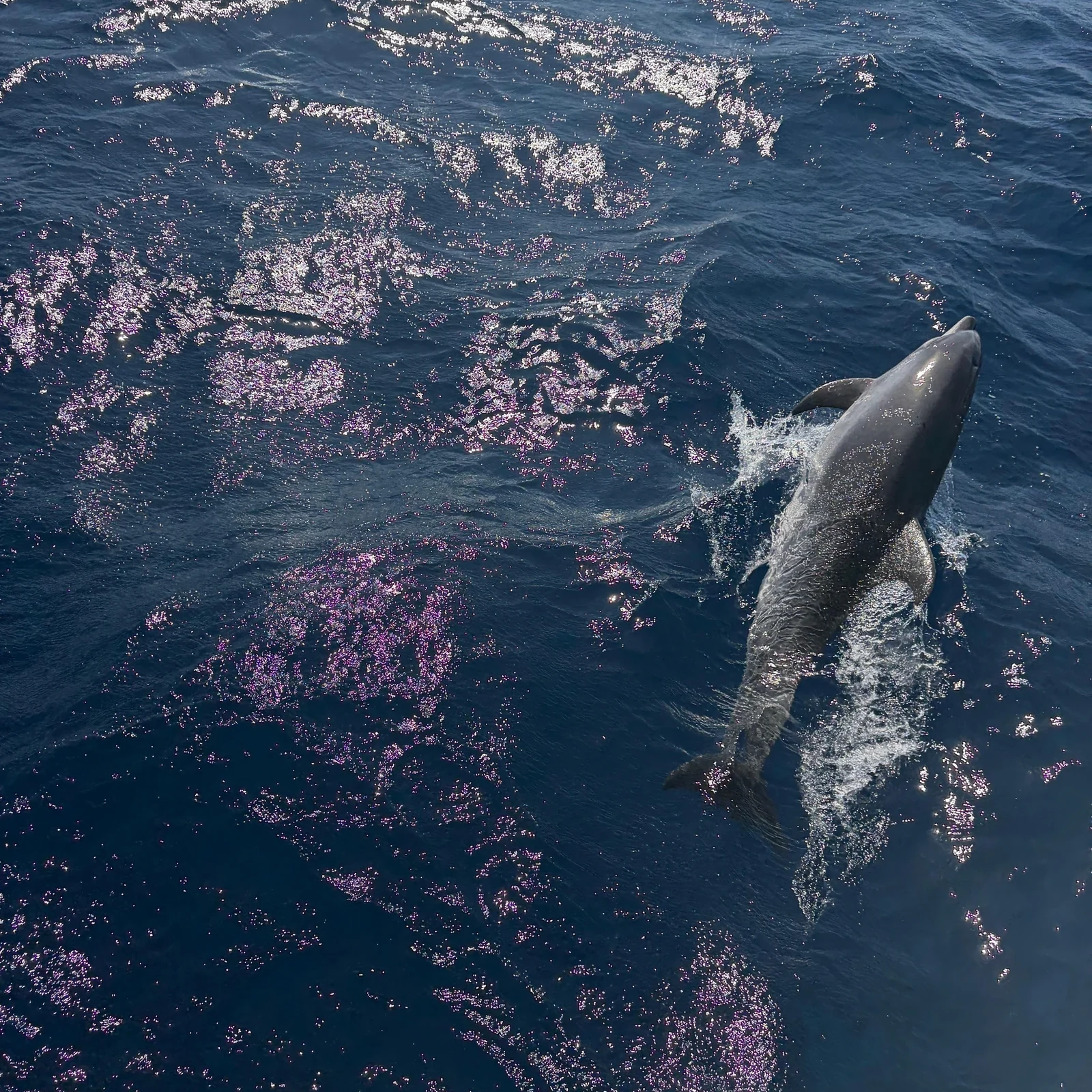 Prenez le large à la recherche des dauphins