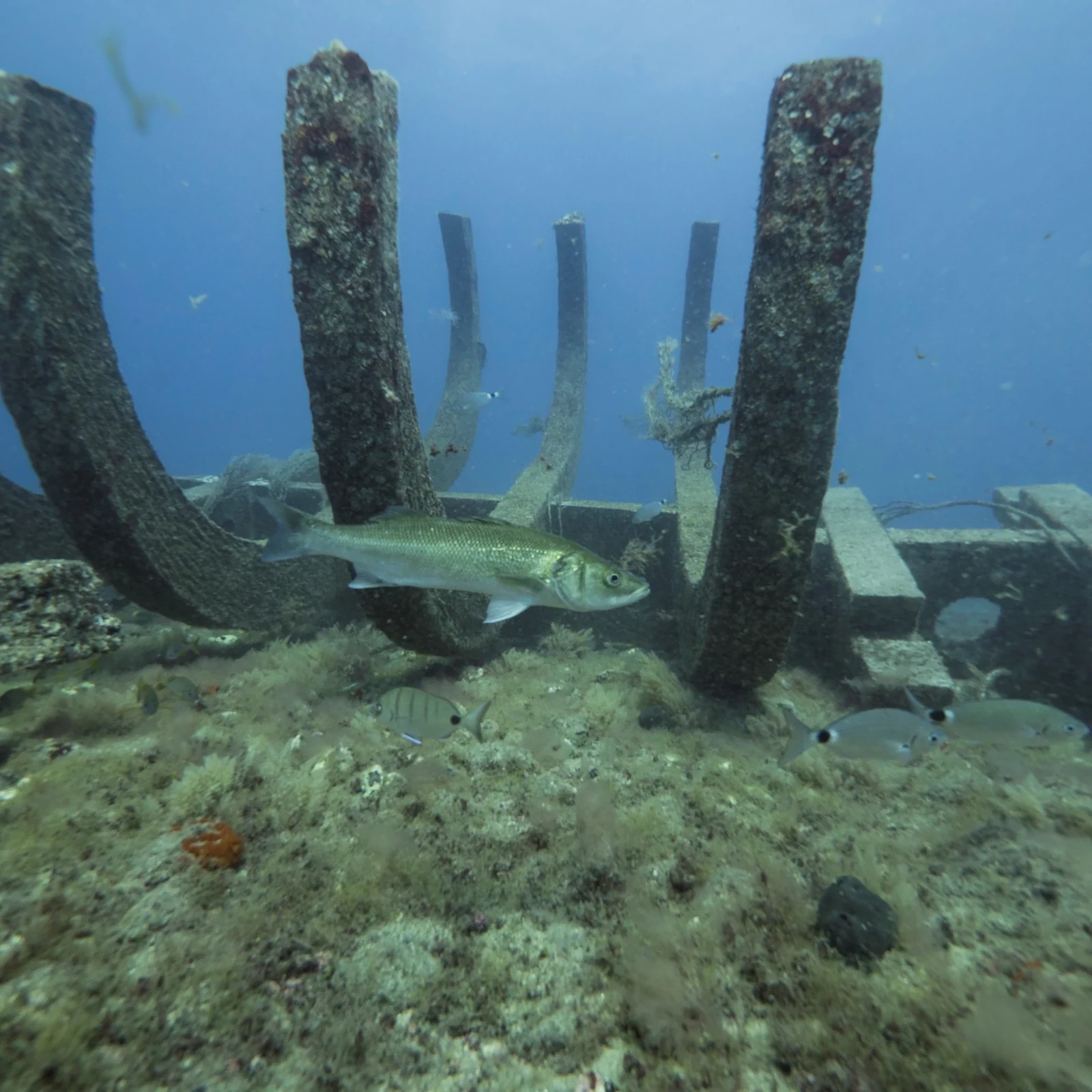 See Mogán’s seabed through a submarine window