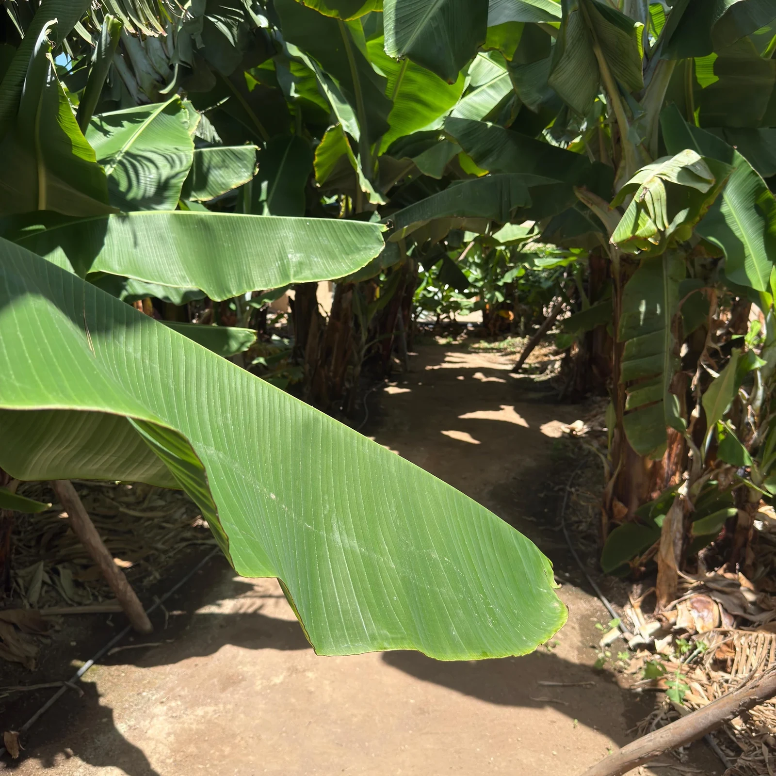 Bananenplantage auf Gran Canaria: Führung und Verkostung