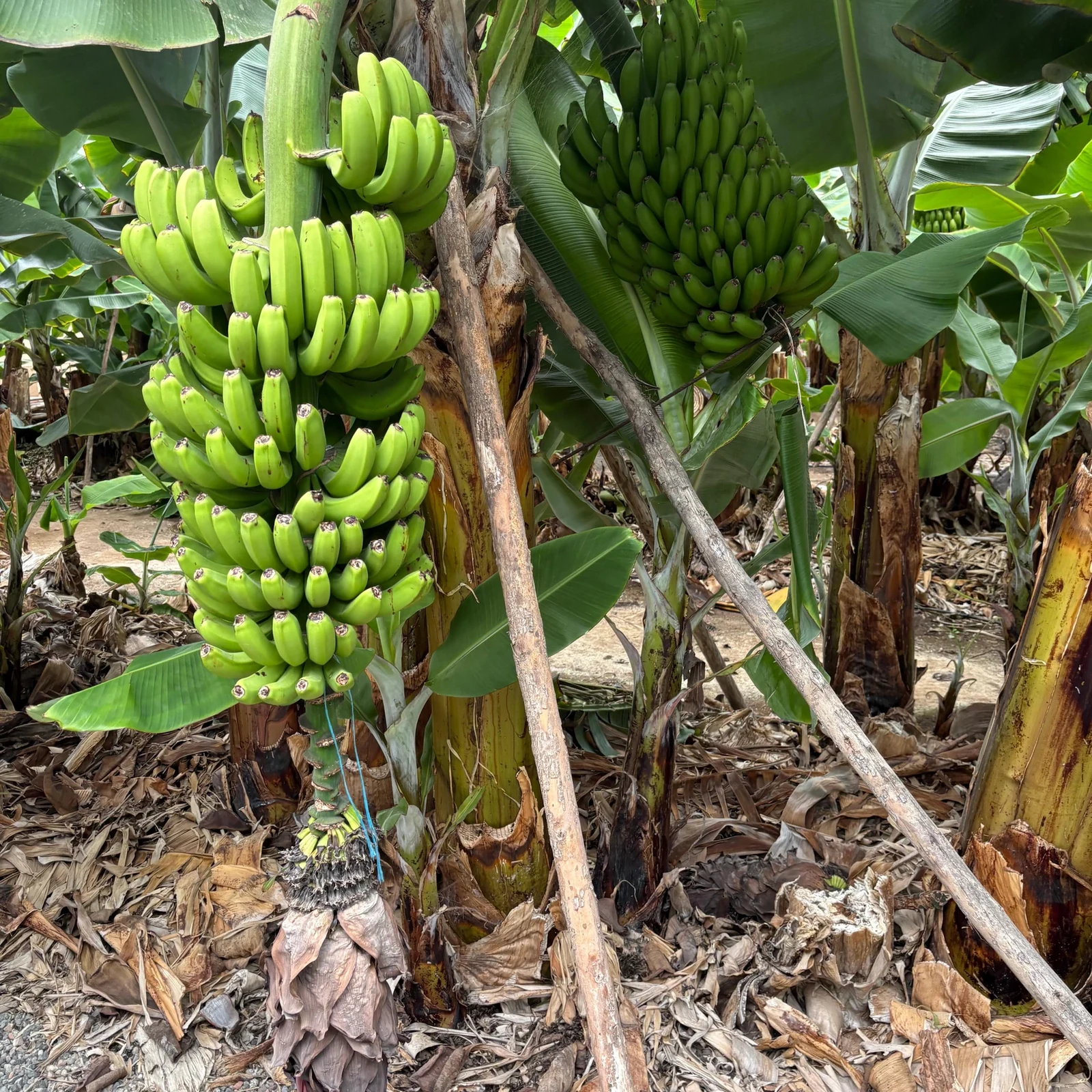 Descubre cómo se cultiva el plátano canario