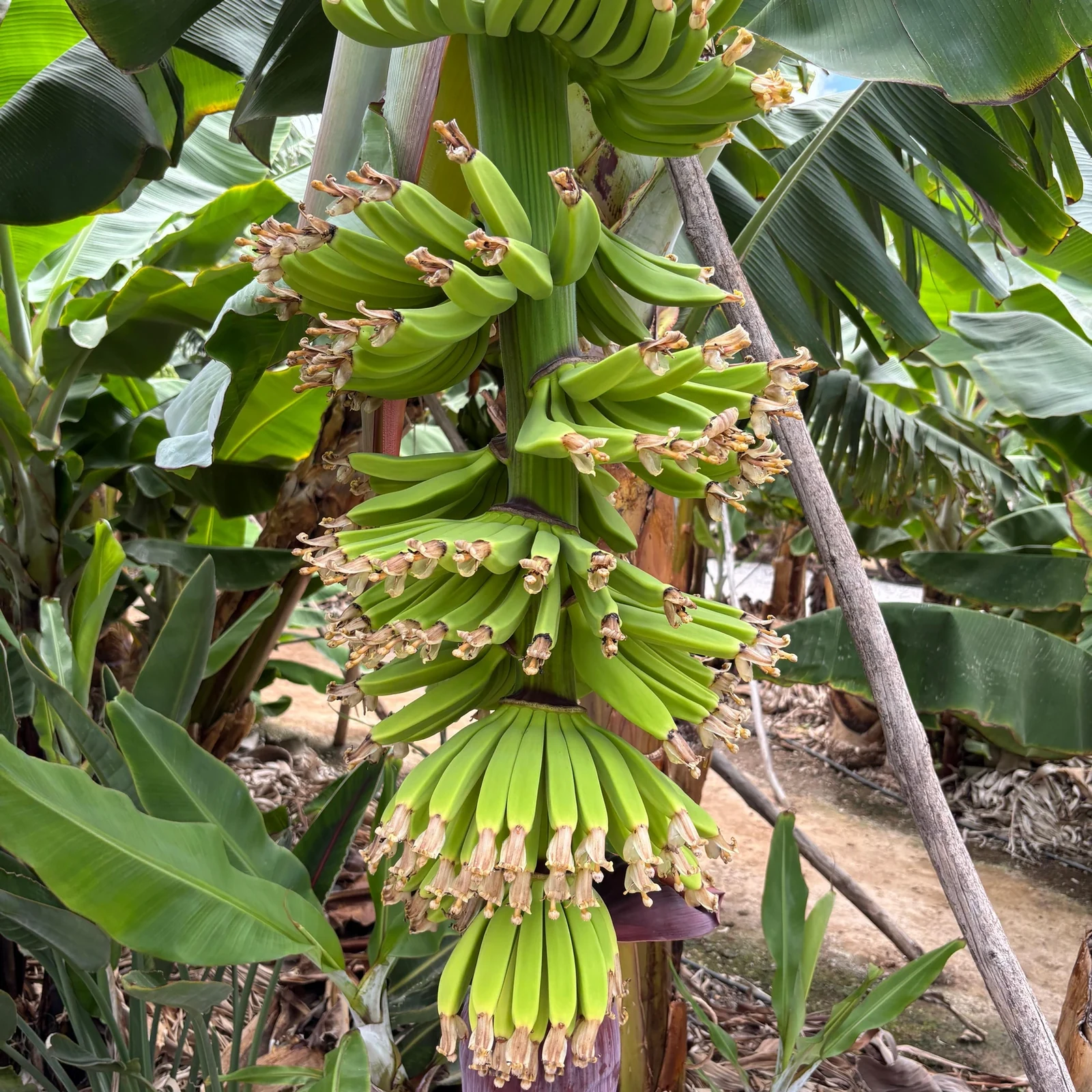 Descubre cómo se cultiva el plátano canario