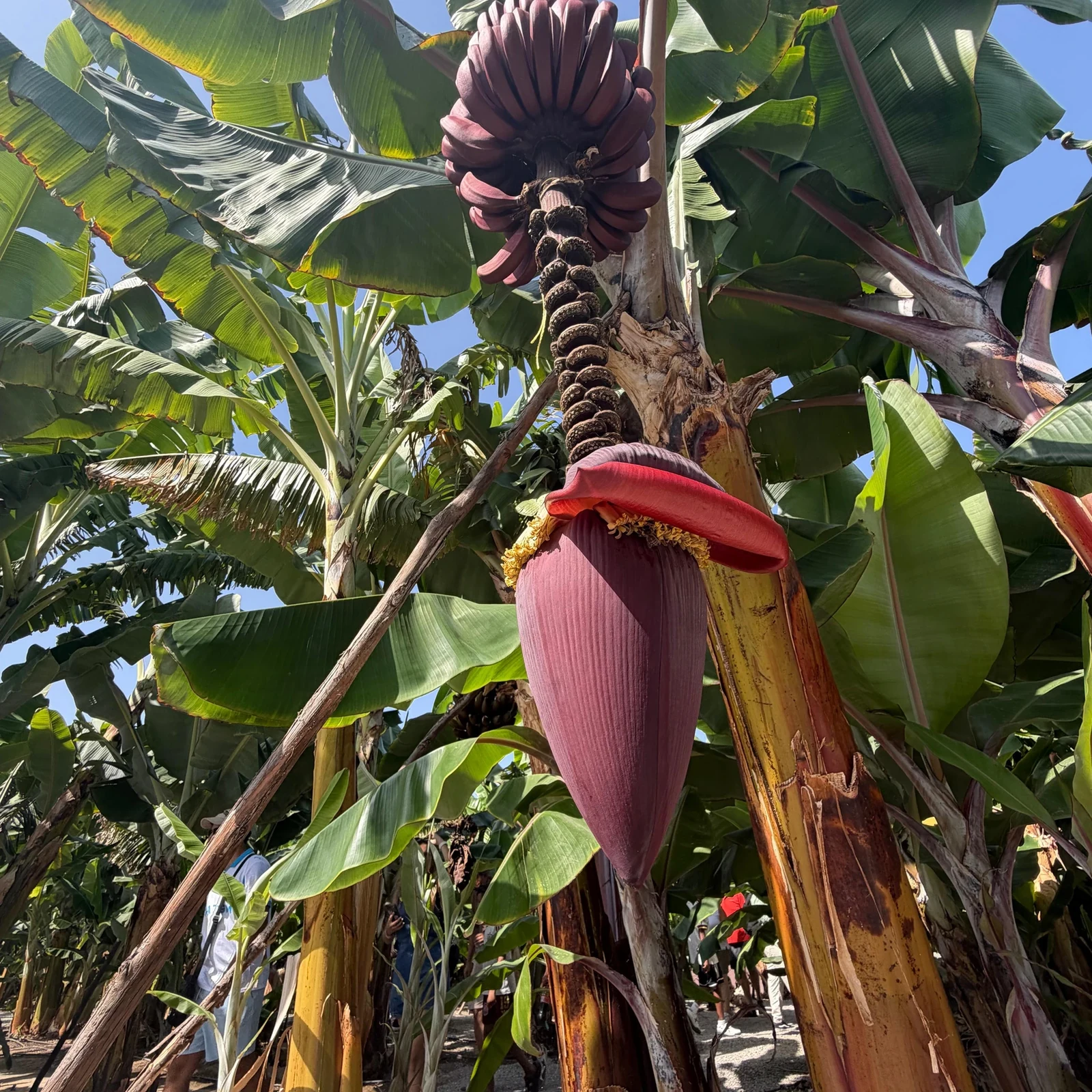 Descubre cómo se cultiva el plátano canario