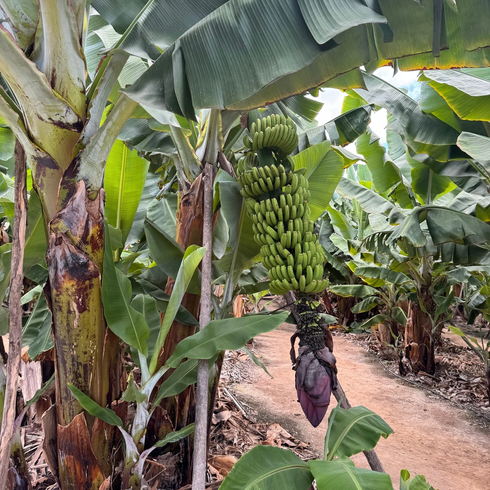 Descubre cómo se cultiva el plátano canario