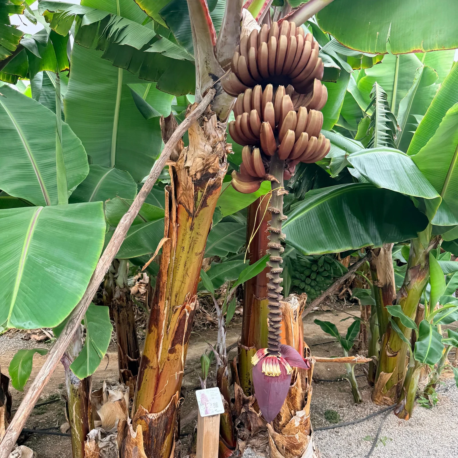 Descubre cómo se cultiva el plátano canario