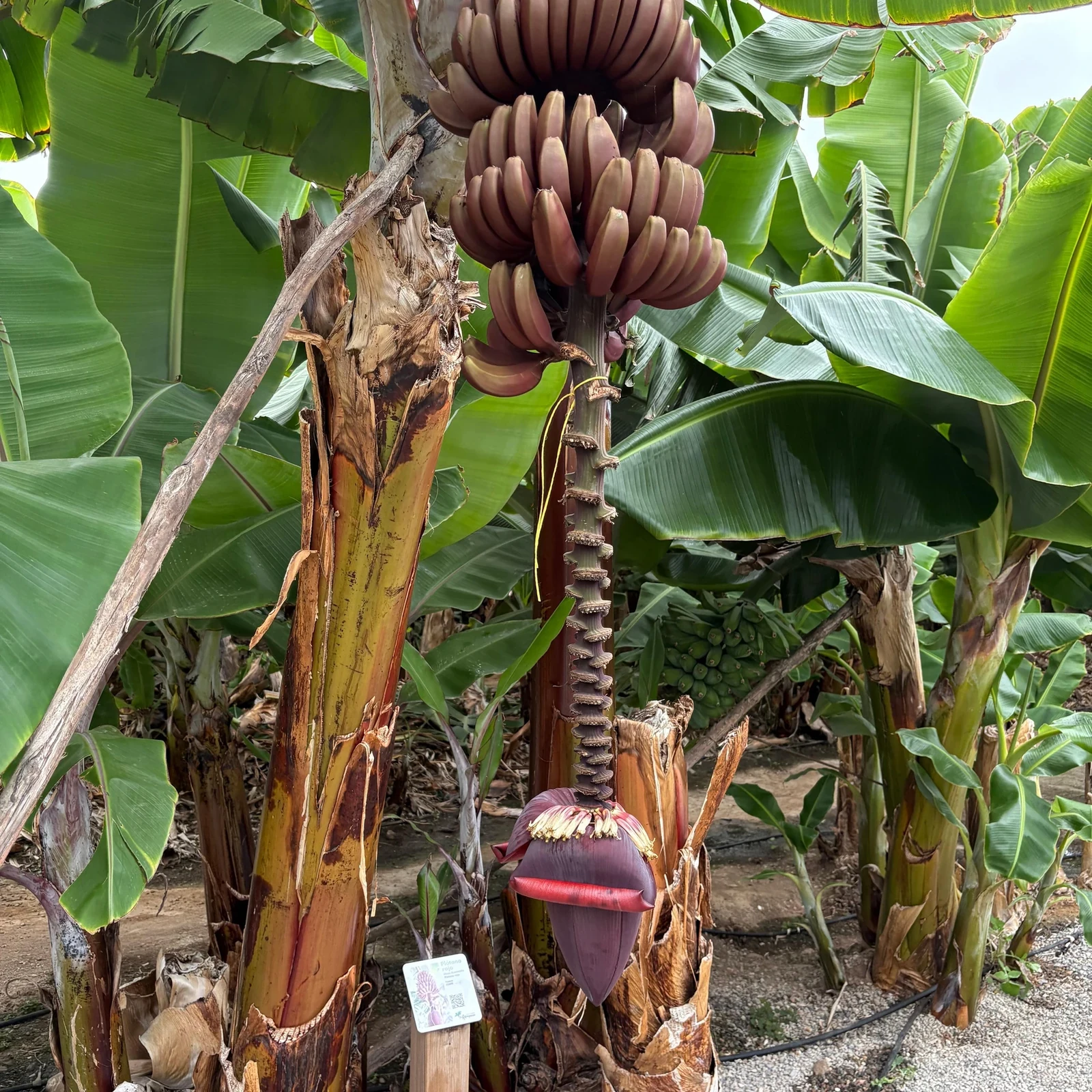 Descubre cómo se cultiva el plátano canario