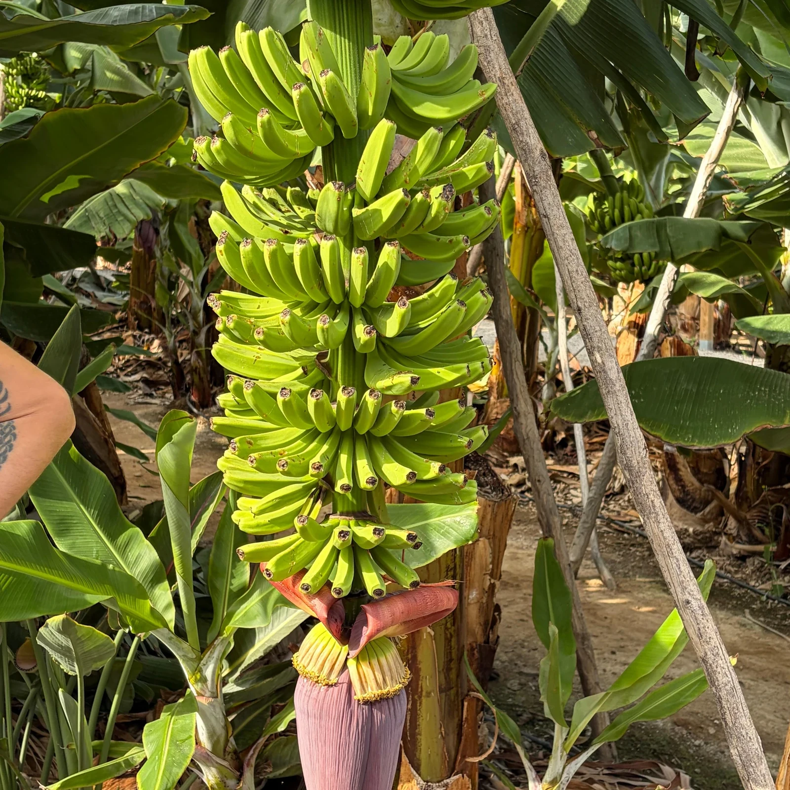 De la banane au café : une journée dans le nord de Gran Canaria