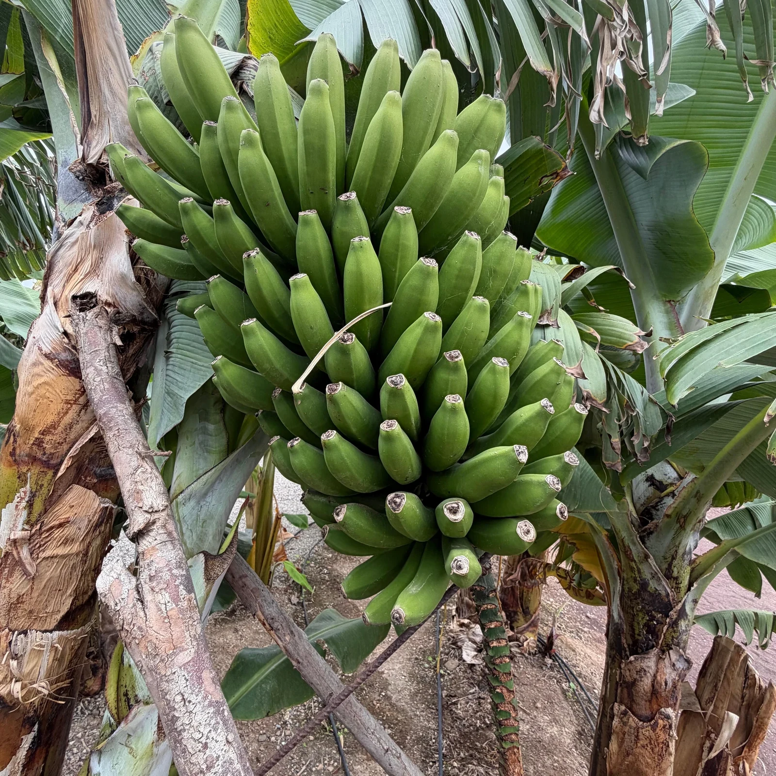 De la banane au café : une journée dans le nord de Gran Canaria