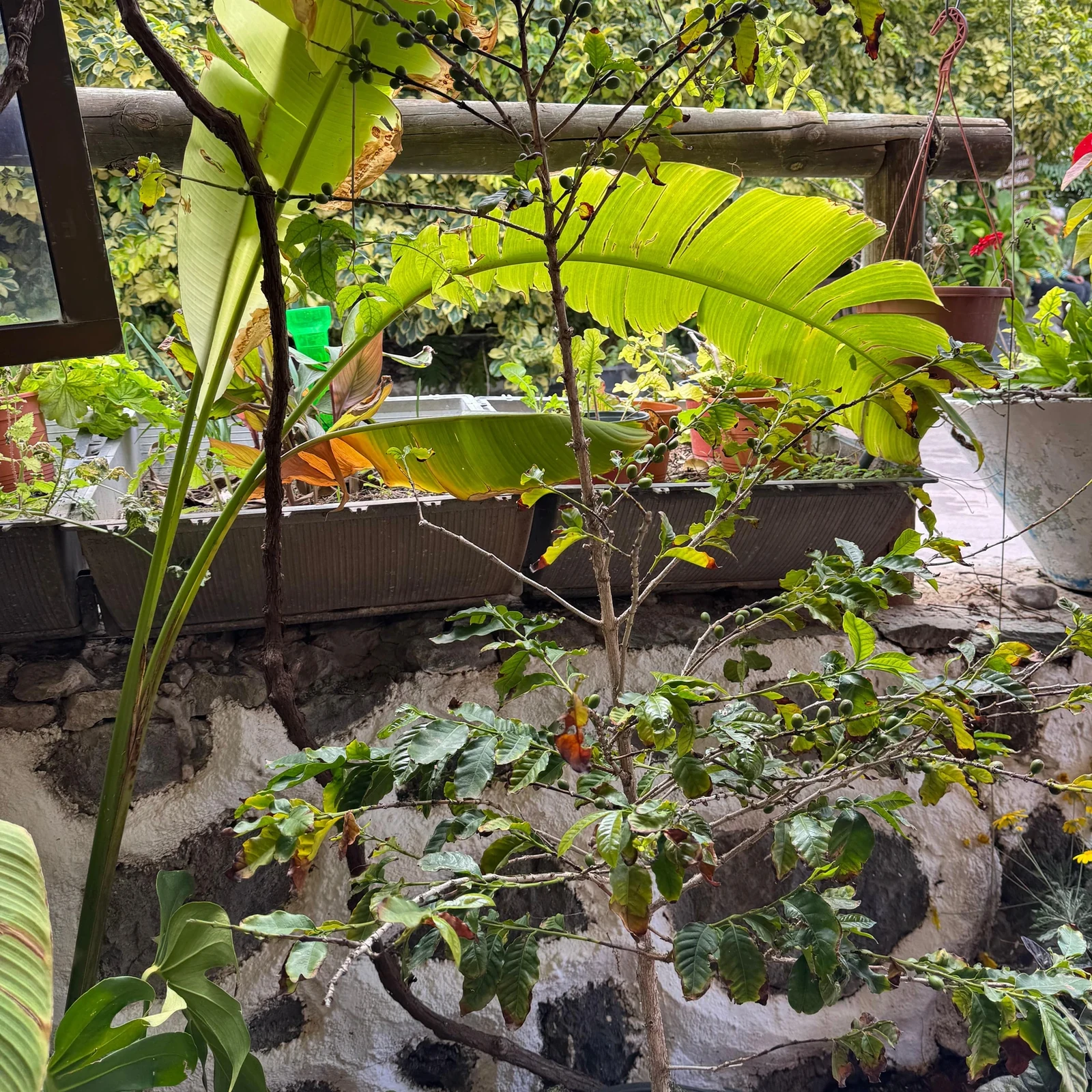 De la banane au café : une journée dans le nord de Gran Canaria
