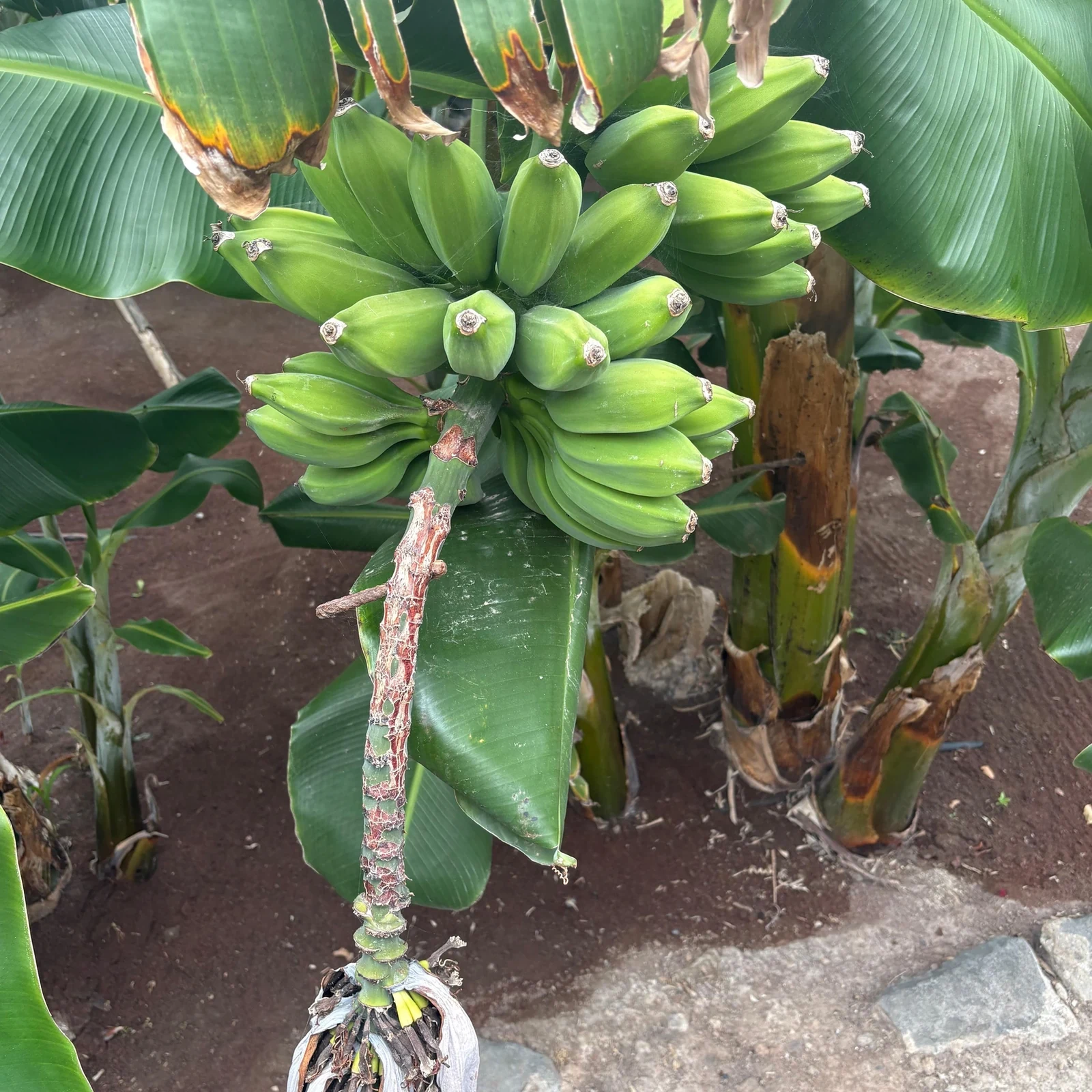 De la banane au café : une journée dans le nord de Gran Canaria