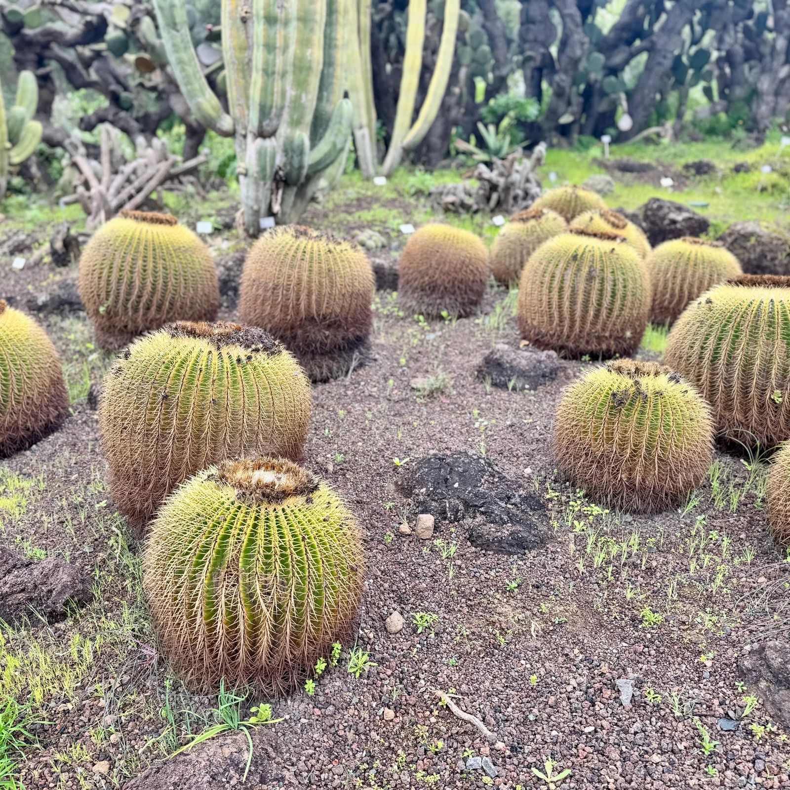 Las Palmas entre calles históricas, jardines y paisaje volcánico