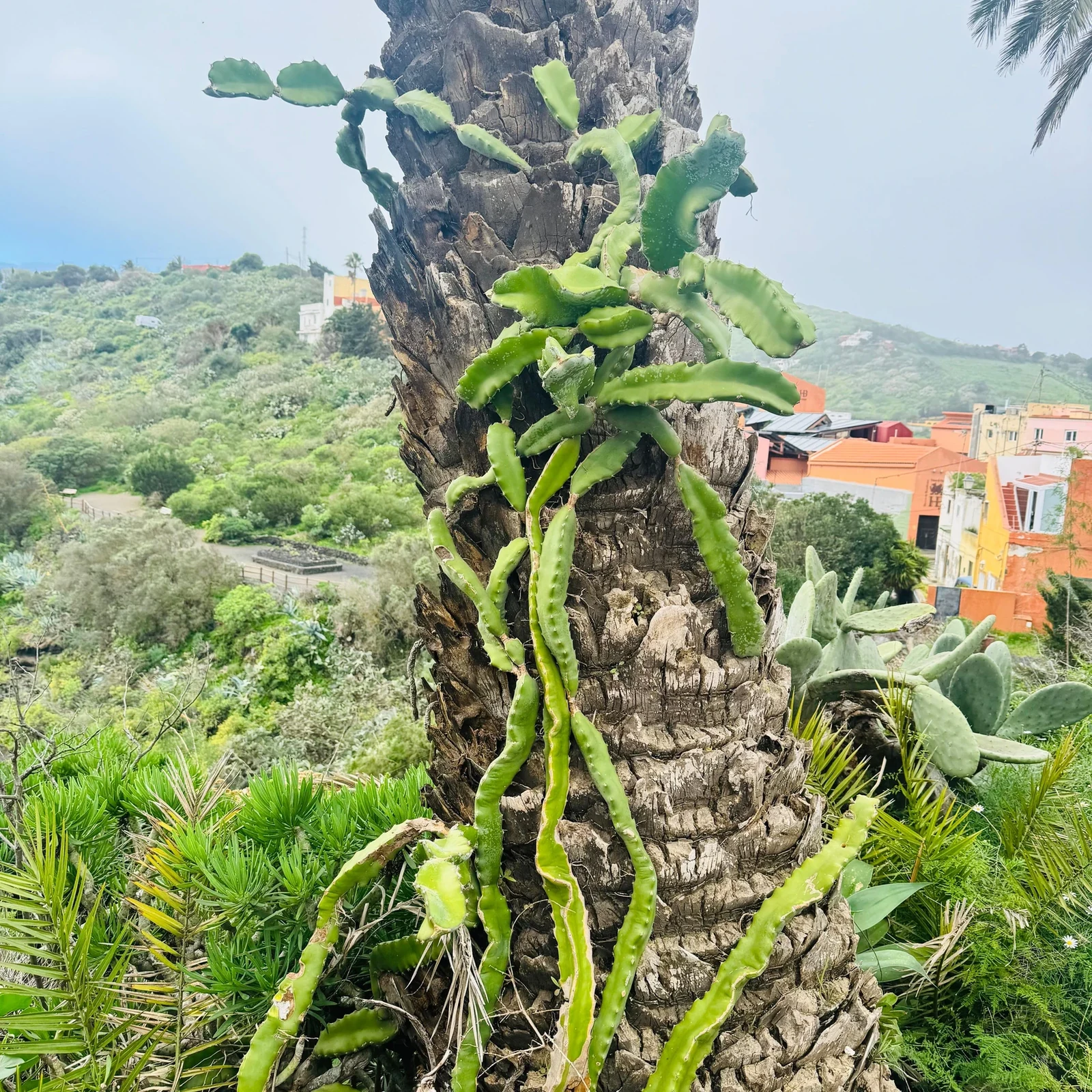 Las Palmas entre calles históricas, jardines y paisaje volcánico
