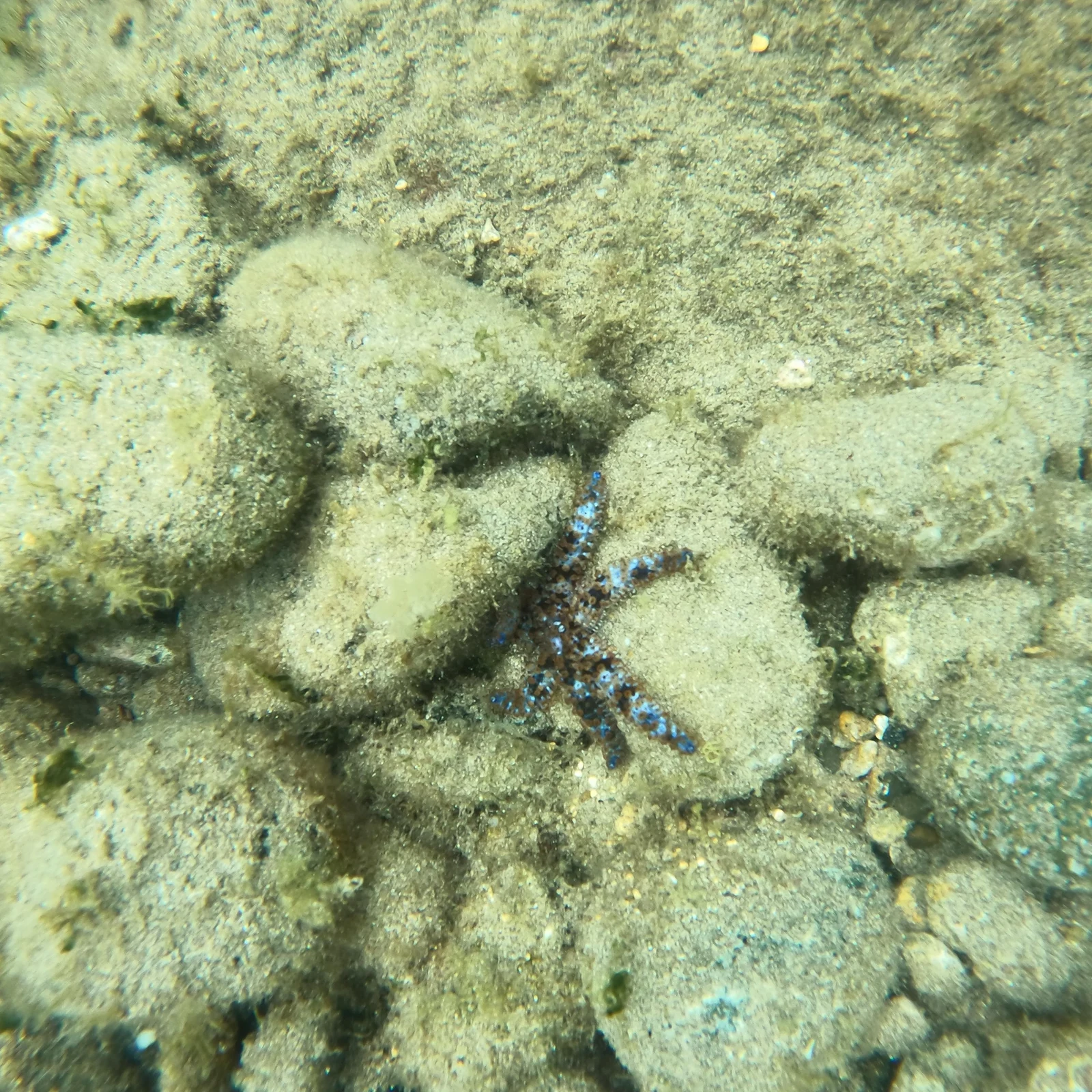 Explore Las Canteras beneath the surface with an instructor